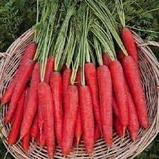Red Carrot Vegetable Seeds for Planting heirloom & Non-GMO Seeds